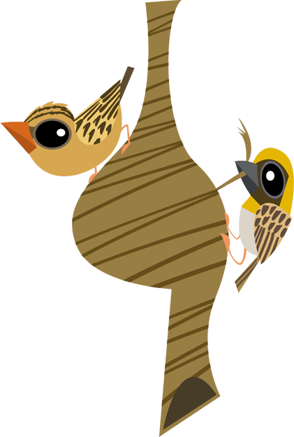 Baya Weaver 