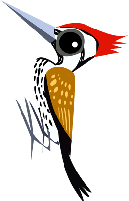 Black-rumped Flameback 