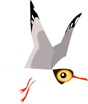 Brown-headed gull 