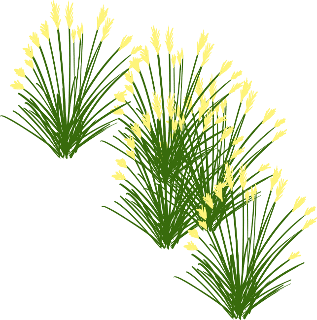 African foxtail grass