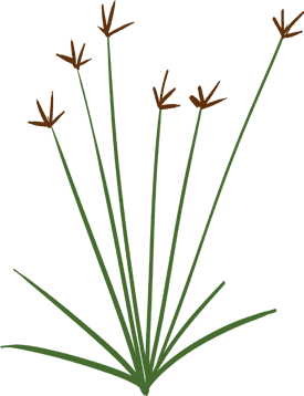 Cyperus kyllingia