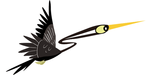 Oriental Darter