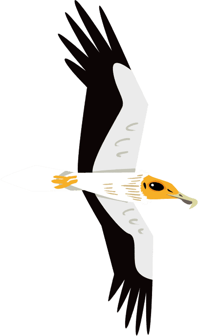 Egyptian Vulture