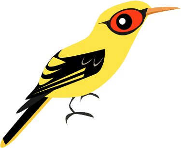 Indian Golden Oriole 