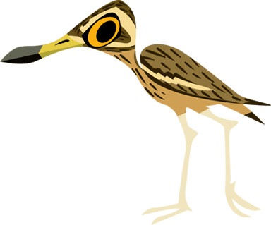 Indian Thick-knee 