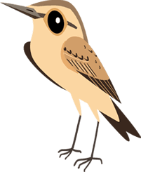 Isabelline Wheatear