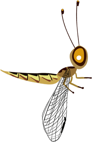 Indian owlfly