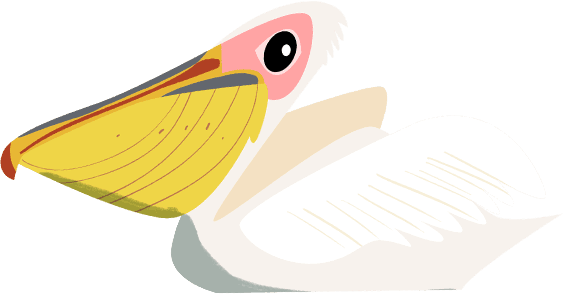 Great White Pelican