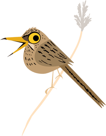 Striated Babbler