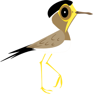 Yellow-wattled Lapwing