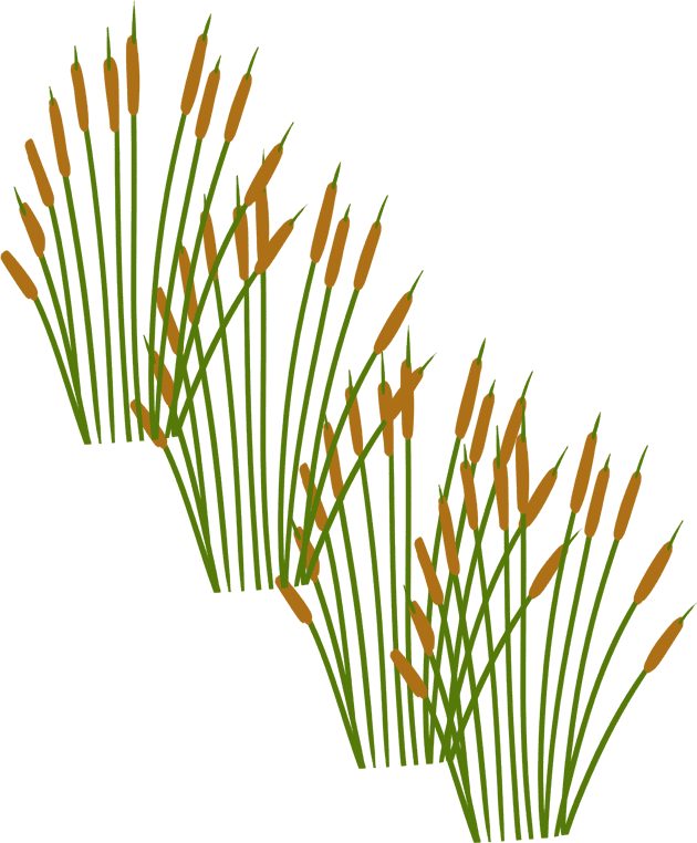 Narrowleaf Cattail